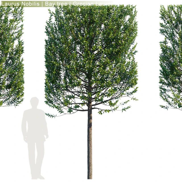 Laurus Nobilis | Bay tree | Grecian Laurel hedge #3 — Скачать