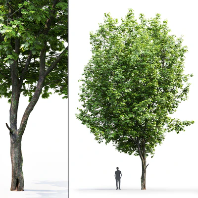 Acer — Ver 3