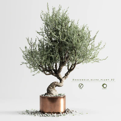 Household olive plant 02 — Вид 1
