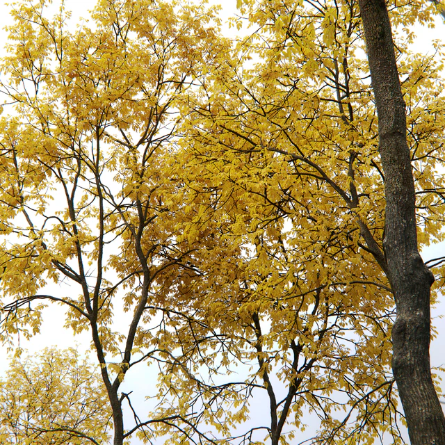 Ясень осенний | Ash-tree autumn #5 6 (21.2-22.6m) — Скачать