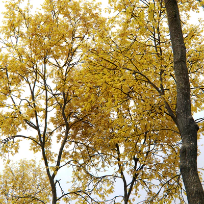 Ясень осенний | Ash-tree autumn #5 6 (21.2-22.6m) — Вид 2
