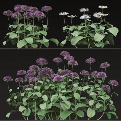Set of Bellis perennis Flowering Plants (Common daisy) (6 Plants) — Ver 6