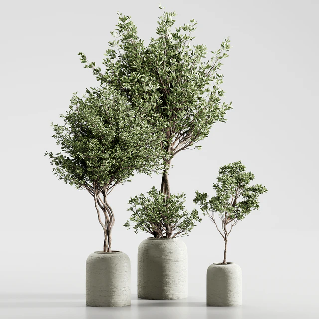 Indoor Plant 09 — Скачать
