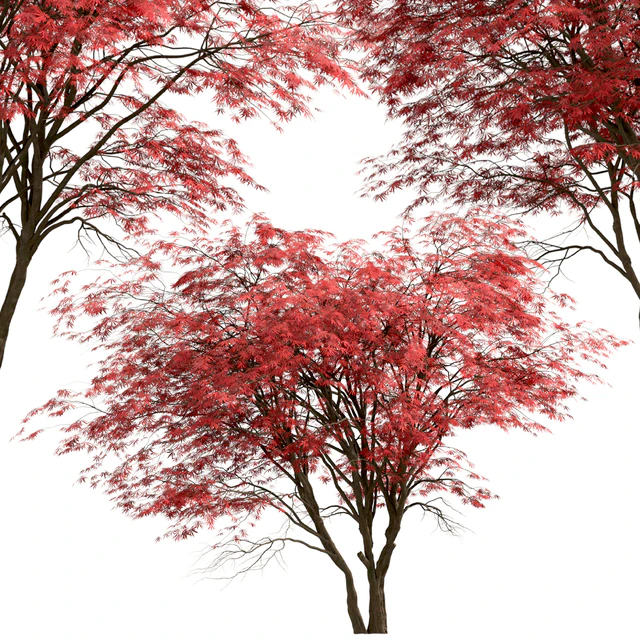 Set of Japanese Maple Trees (Acer Palmatum) (2 Trees) — Descargar