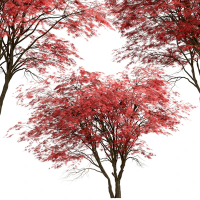 Set of Japanese Maple Trees (Acer Palmatum) (2 Trees) — Ver 5