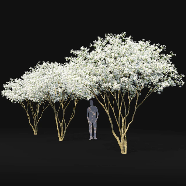 Amelanchier — Скачать