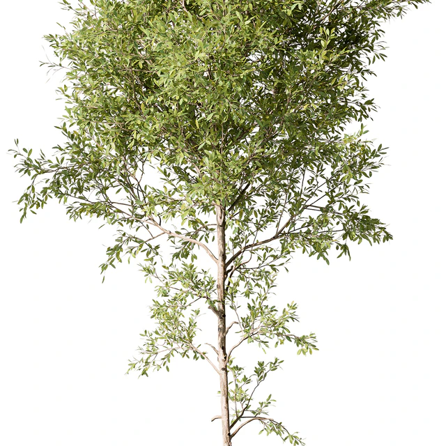 Tree Green Maple - Set 124 — Descargar
