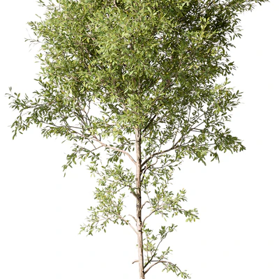 Tree Green Maple - Set 124 — Ver 4
