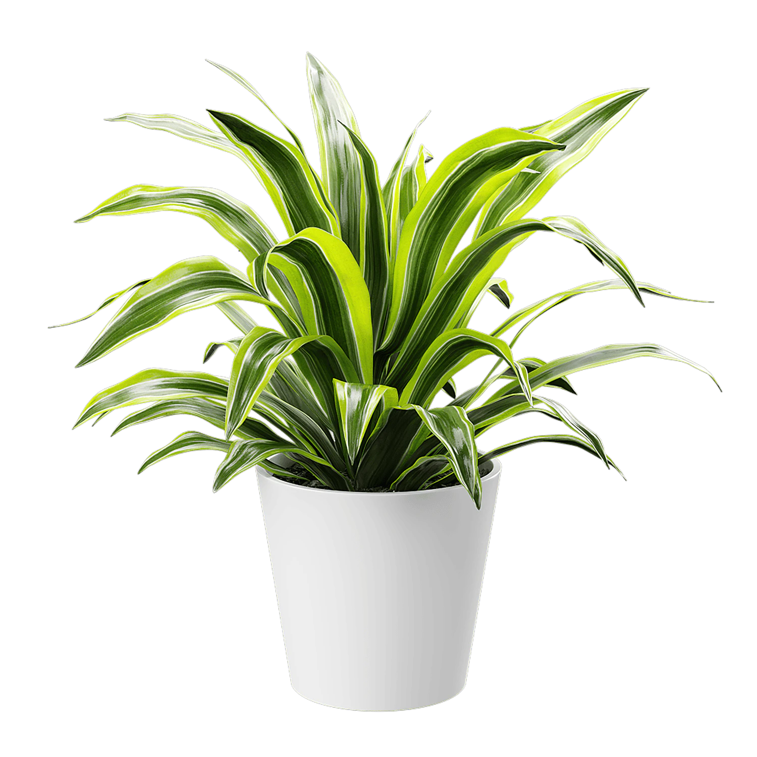 plant dracaena lemon lime — Скачать