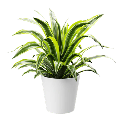 plant dracaena lemon lime — Скачать