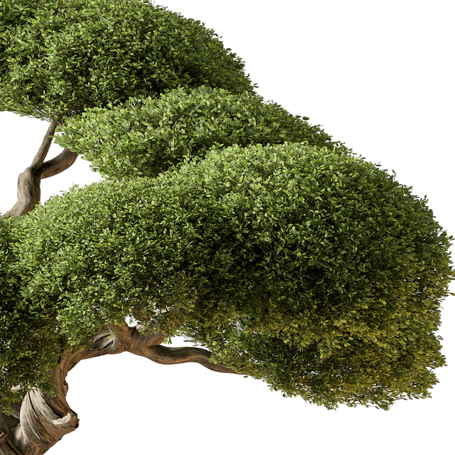 Indoor Plant 639 -Bonsai — Descargar