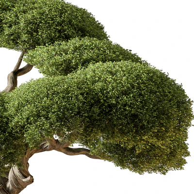 Indoor Plant 639 -Bonsai — Ver 4