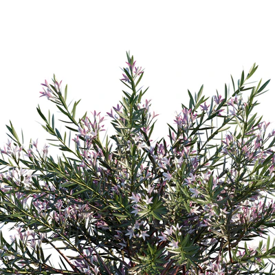 Philotheca Myoporoides Ruby Cascade | Wax Flower — Вид 3