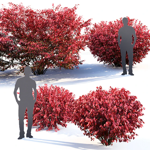 Euonymus — Download