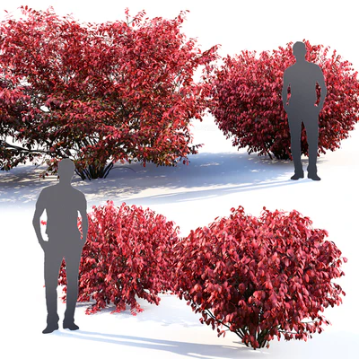 Euonymus — View 3