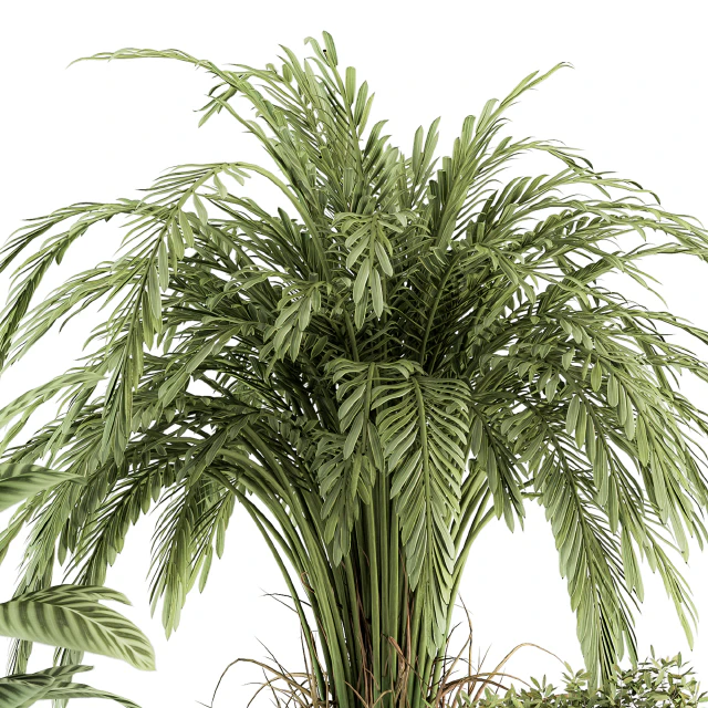 indoor Plant Set 245 - Plant Set in pot — Descargar