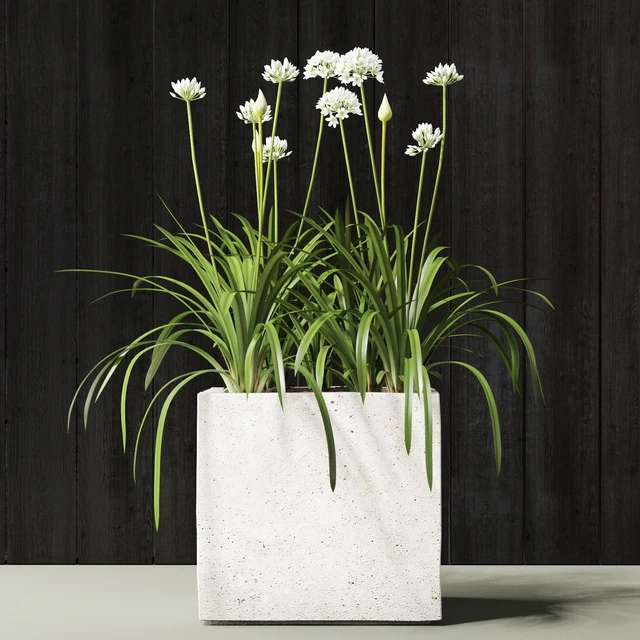plant — Descargar