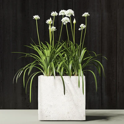 plant — Ver 2