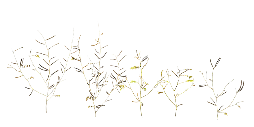 rapeseed 008 — Descargar