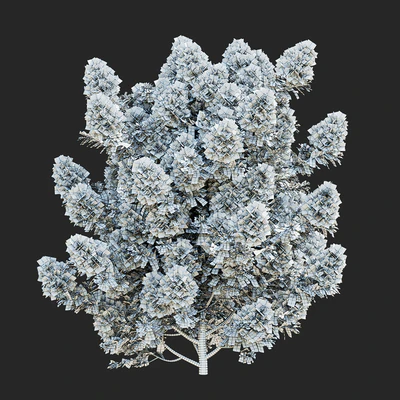 Cotinus coggygria 3 bushes — Ver 5