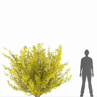 Luteus canniferous buzzard | Physocarpus opulifolius Luteus — Ver 3