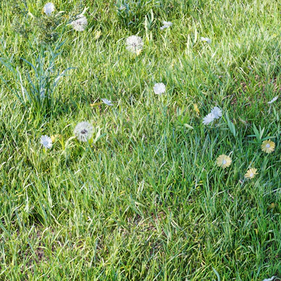 grass for landscaping set03 — Вид 3