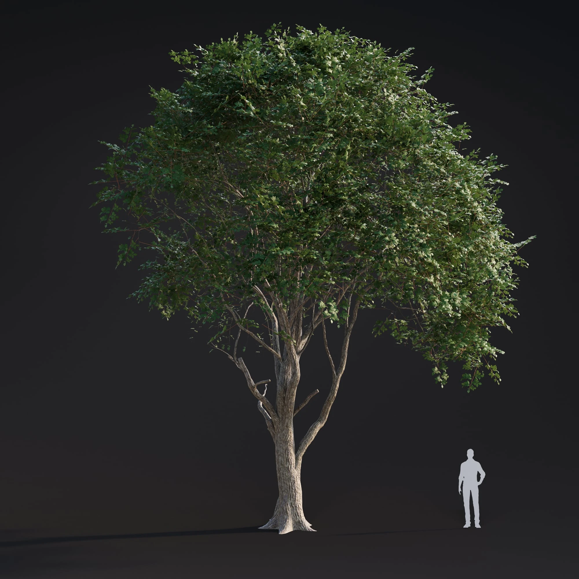 007 white elm — Descargar