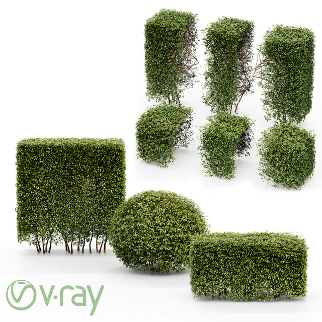 Dwarf Yaupon Holly - Spherical + Box hedge — Descargar