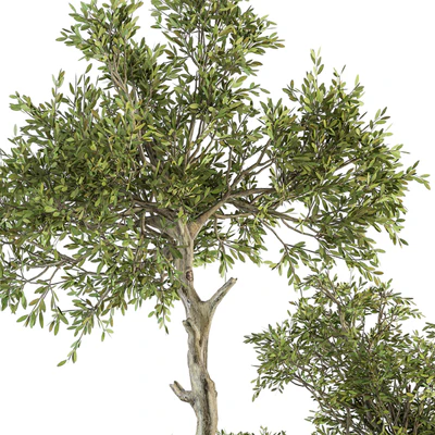 indoor Plant Set 200 - Tree in pot — Вид 4