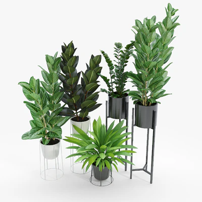 Set Ficus — Вид 4