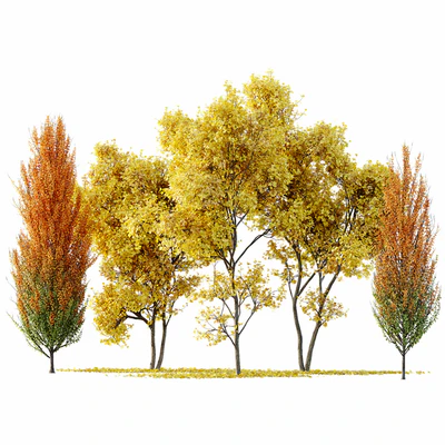 Maple Sapindaceae and Acer Saccharinum Fall trees — Вид 1