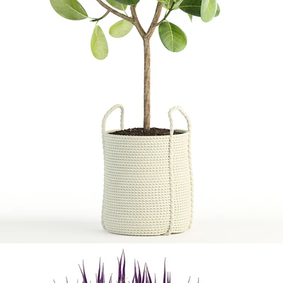 Plants collection 87 — Ver 3