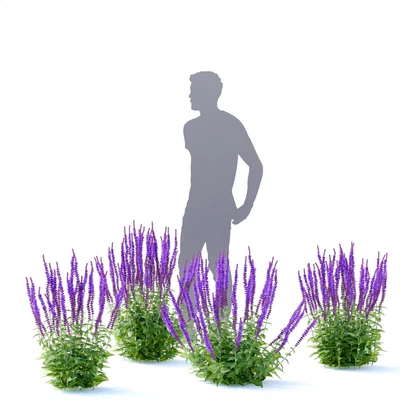 Шалфей дубравный цветы | Salvia nemorosa — Вид 5
