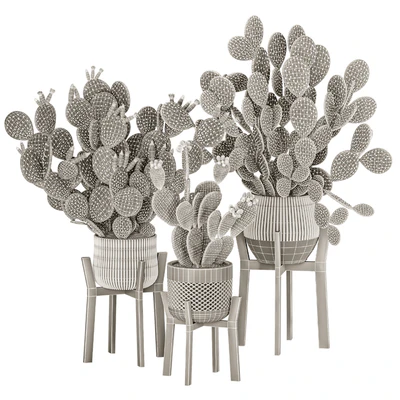 Prickly Cactus Set — Ver 7