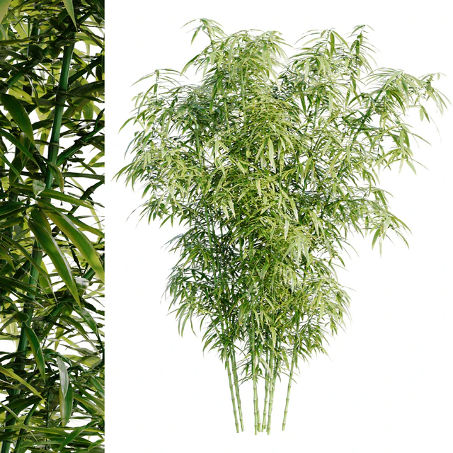 Bamboo Bush — Скачать