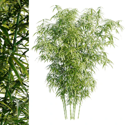 Bamboo Bush — Вид 1