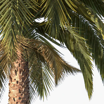 Palm tree vol1 — Ver 4