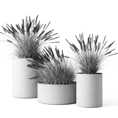 Pennisetum foxtail in concrete pots — Ver 5
