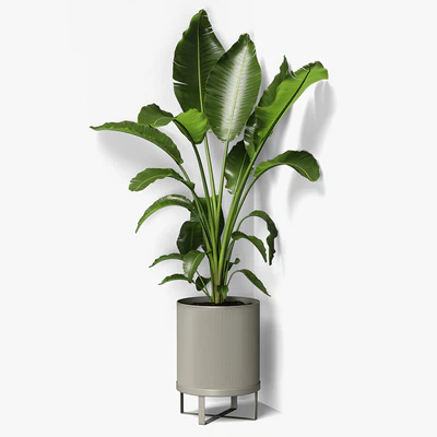 strelitzia plant — Вид 1