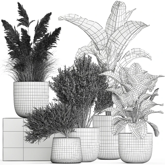 Collection of plants in outdoor pots from white pampas grass, tree, banana, Calathea lutea. 1095. — Descargar