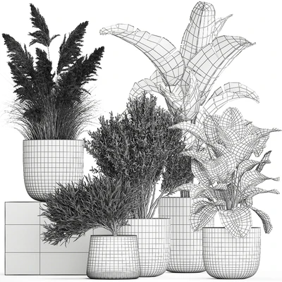 Collection of plants in outdoor pots from white pampas grass, tree, banana, Calathea lutea. 1095. — Ver 6