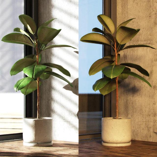 Ficus elastica decora (small) — Скачать
