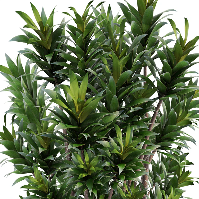 Dracaena 5, Драцена Рефлекса, цветок, горшок, куст, вазон, интерьерная, декоративная — Скачать