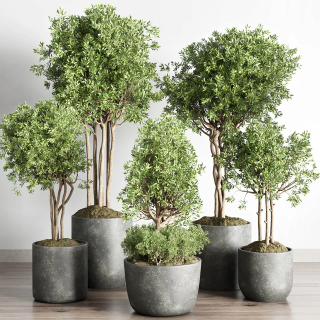 Collection indoor outdoor plant 145 plant tree vase dirty concrete — Скачать