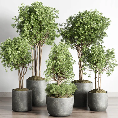 Collection indoor outdoor plant 145 plant tree vase dirty concrete — Вид 7