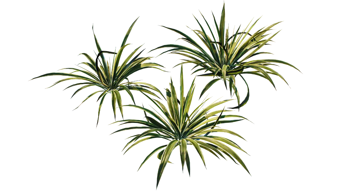 ribbon plant 001 — Descargar