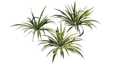 ribbon plant 001 — Descargar