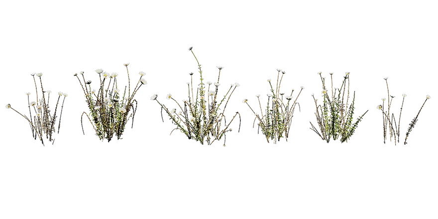 white everlasting 001 — Descargar