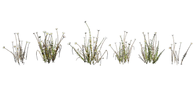 white everlasting 001 — download