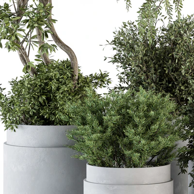 indoor Plant Set 341- Tree and Plant Set in Gray pot — Ver 5